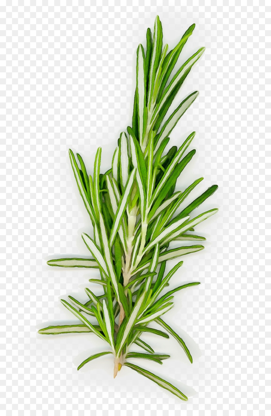 Romarin，Herbe PNG