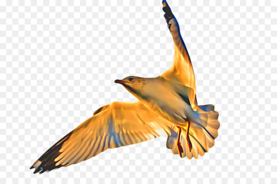 Oiseau Blanc，Vol PNG