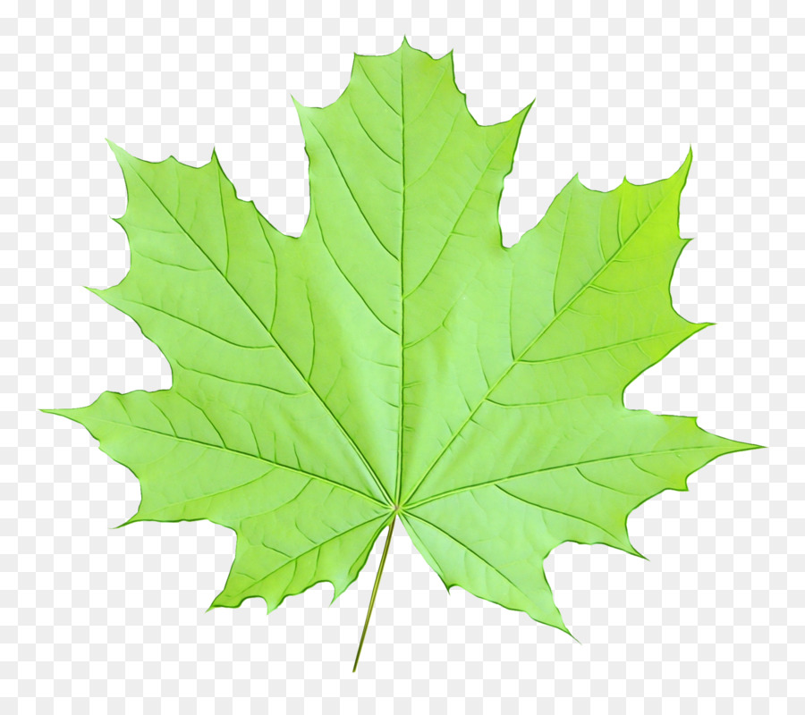 La Feuille D'érable，Feuille PNG