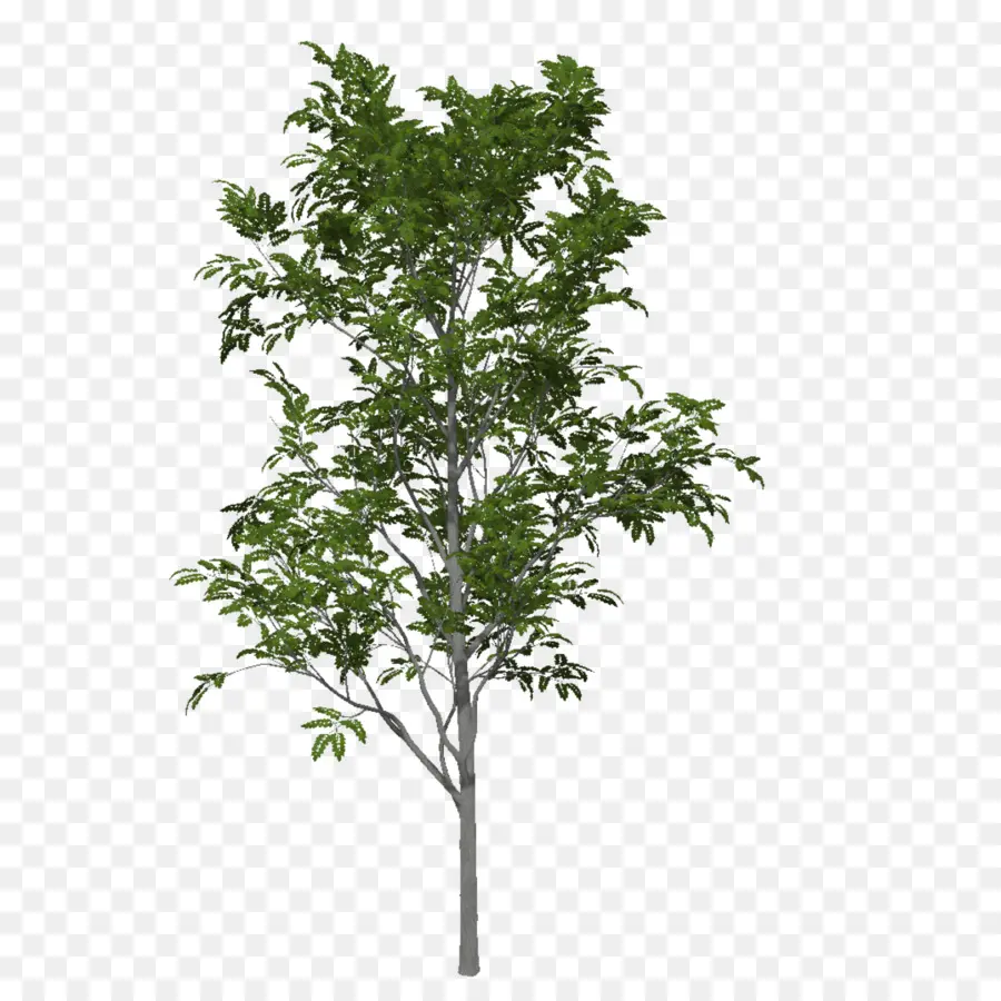 Feuilles Caduques，Arbre PNG