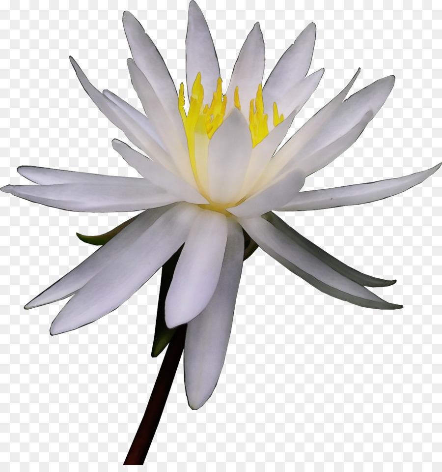 Fleur Blanche，Fleurir PNG