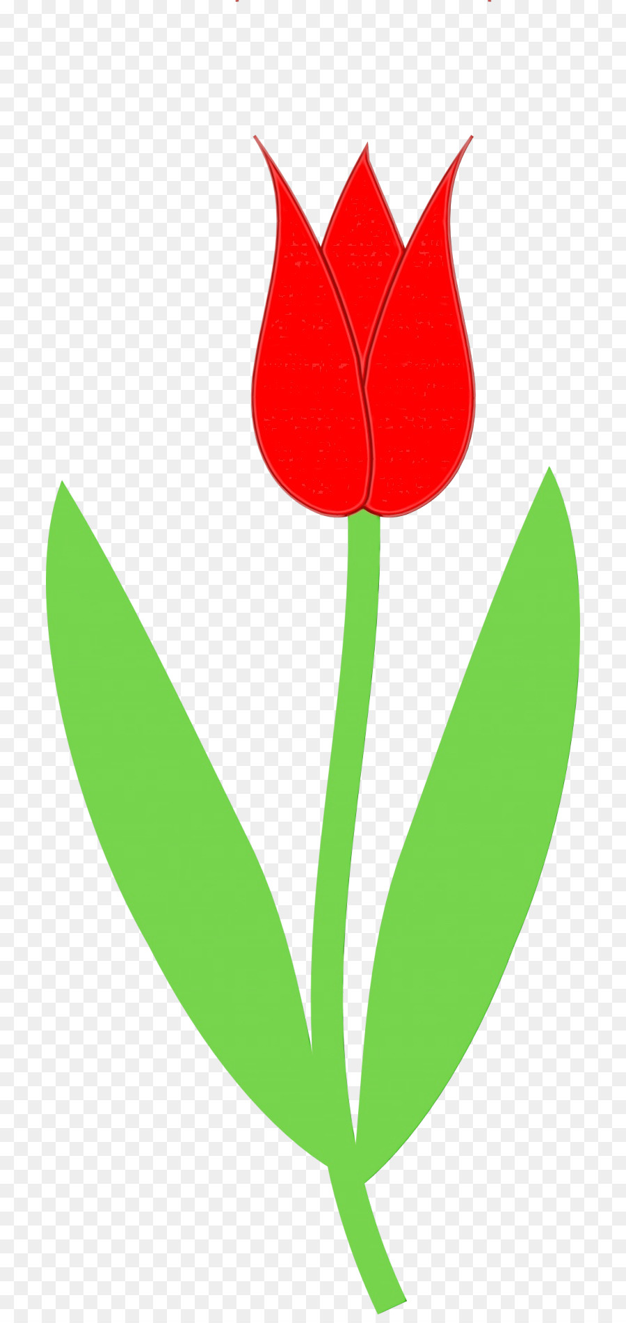 Tulip，Tige De La Plante PNG