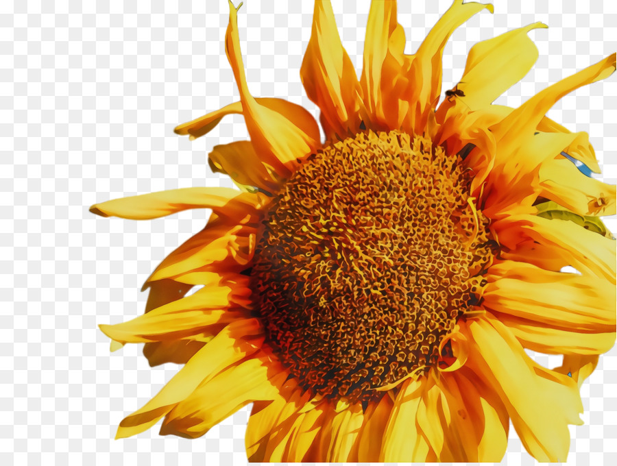 Tournesol，Jaune PNG