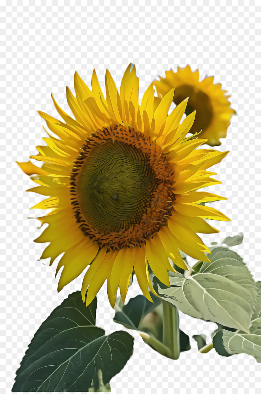 Tournesol Jaune，Feuilles Vertes PNG