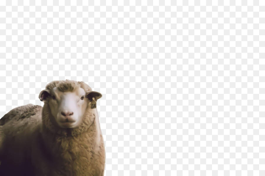 Les Moutons，La Faune PNG