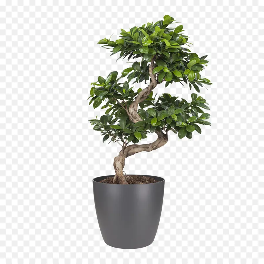 Ficus Microcarpa，Bonsaï PNG