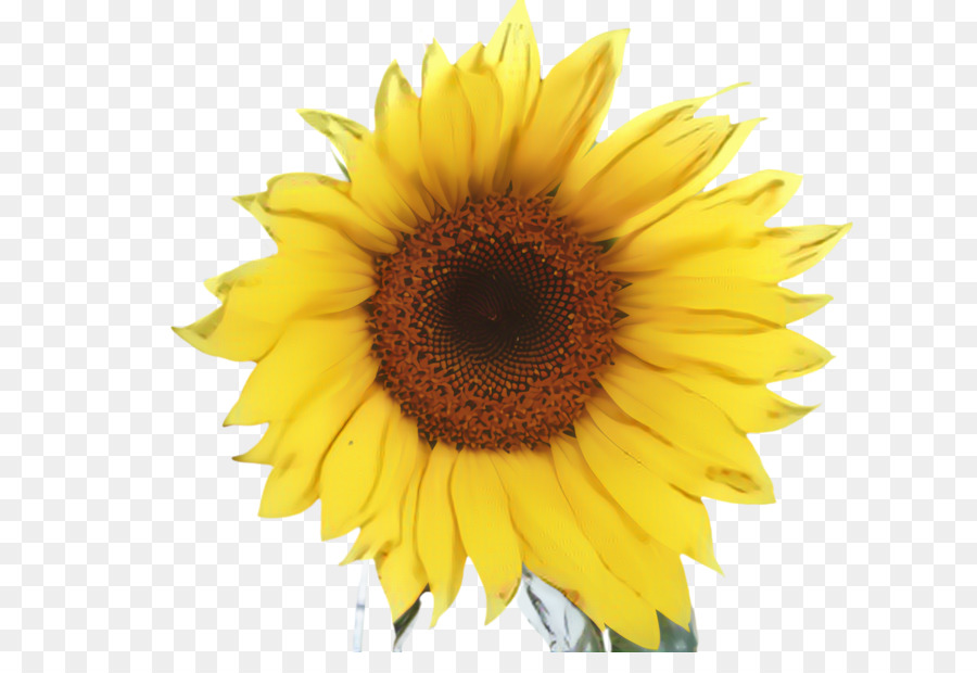 La Photographie De Stock，Aquarelle De Tournesol PNG