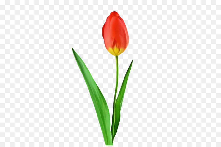 Tulip，Les Fleurs Coupées PNG