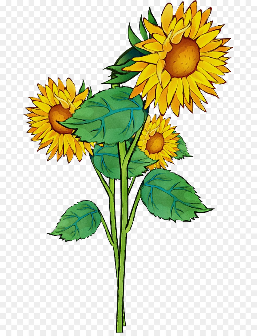 Tournesol，Commune De Tournesol PNG