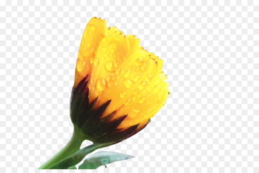 Tulipes Jaunes，Tulipes PNG