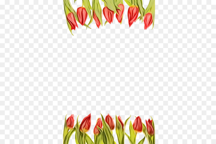 Tulip，Design Floral PNG