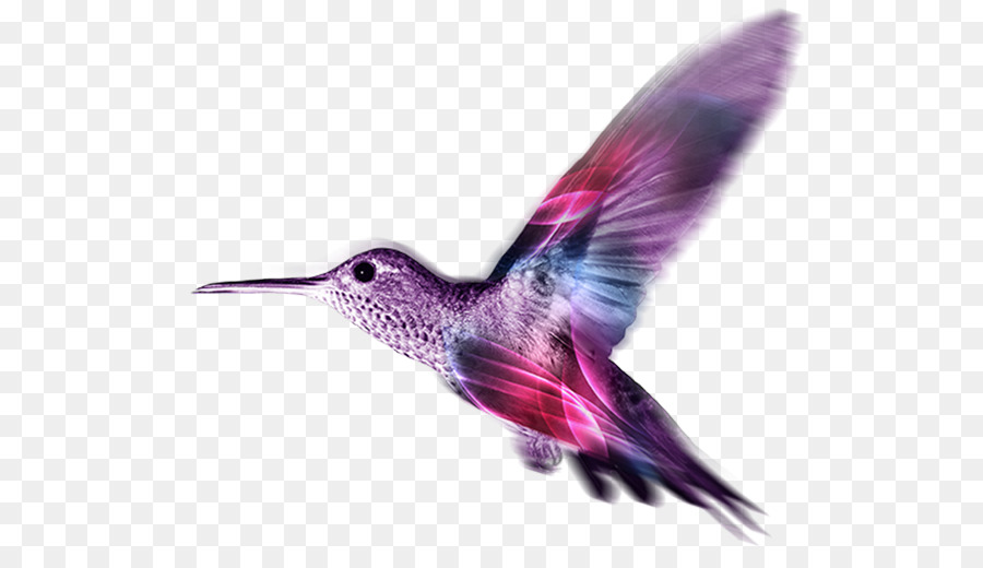 Colibri，Vol PNG