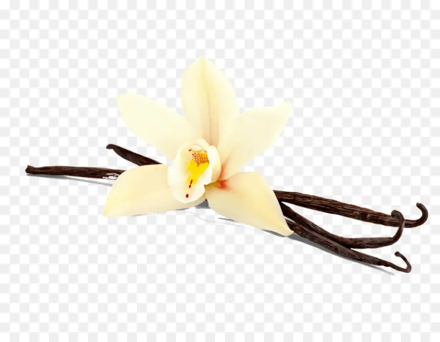 Fleur De Vanille，Gousse De Vanille PNG