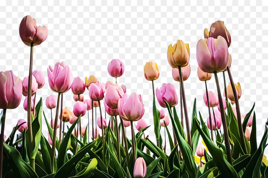 Tulip，Fleur PNG