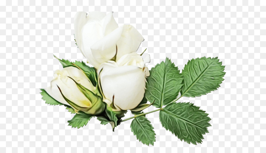 Fleurs Blanches，Fleurir PNG