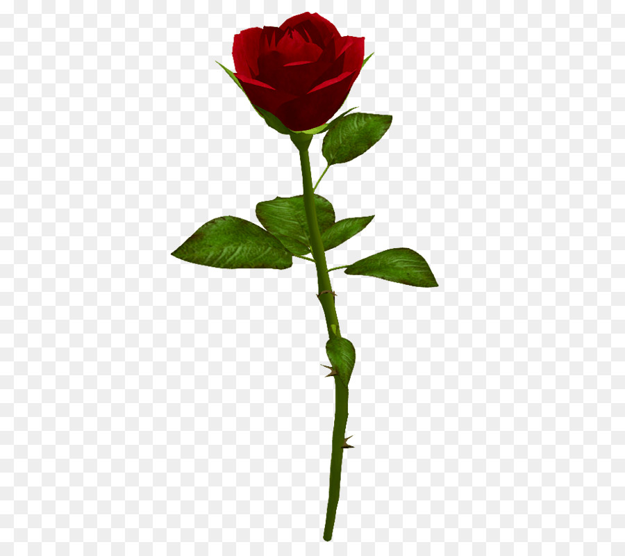 Rose，Rouge PNG