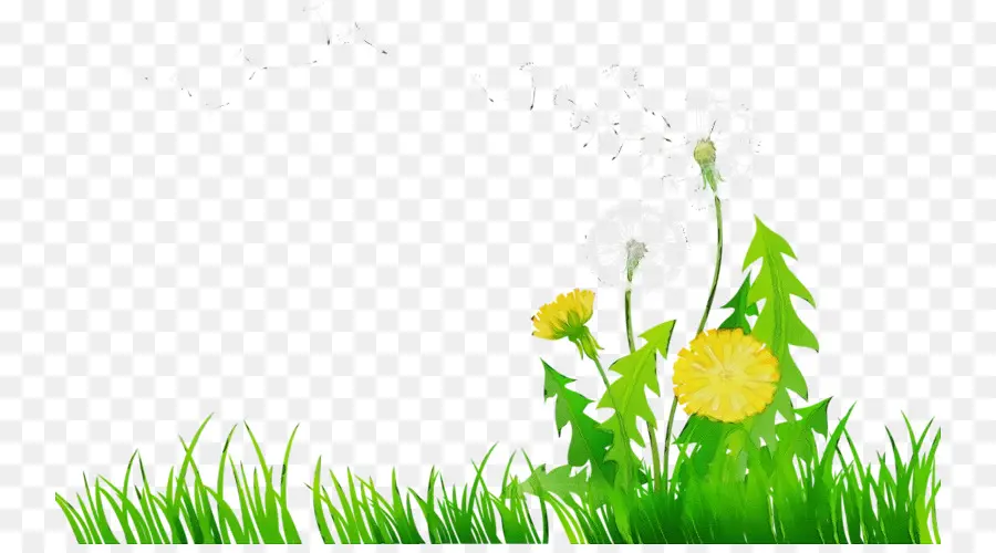 Herbe Verte，Fleurs PNG