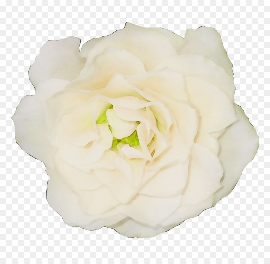 Rose Blanche，Floraison PNG