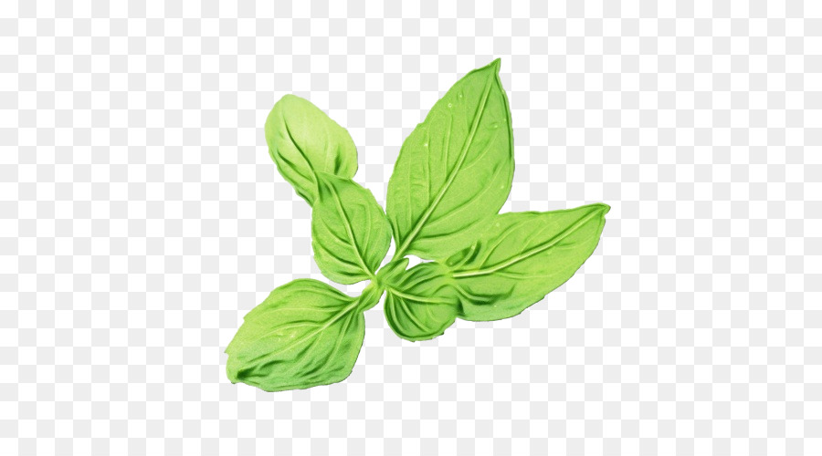 Feuilles De Basilic，Herbe PNG