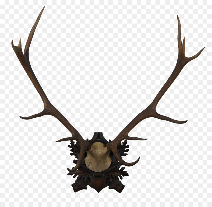 Bois，Cerf PNG