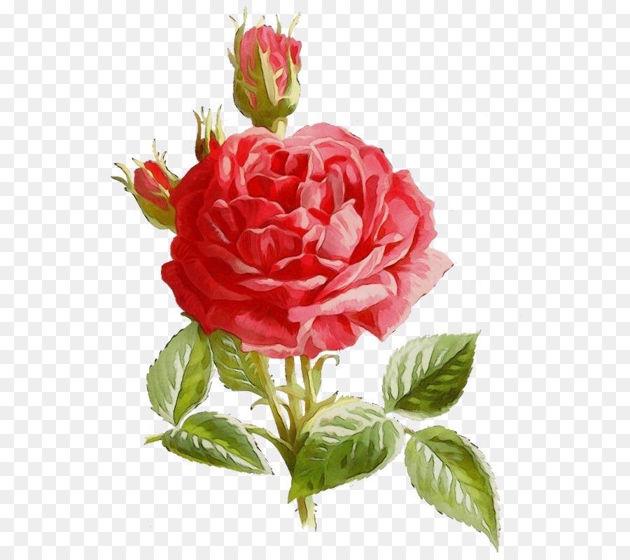 Les Roses De Jardin，Chou Rose PNG