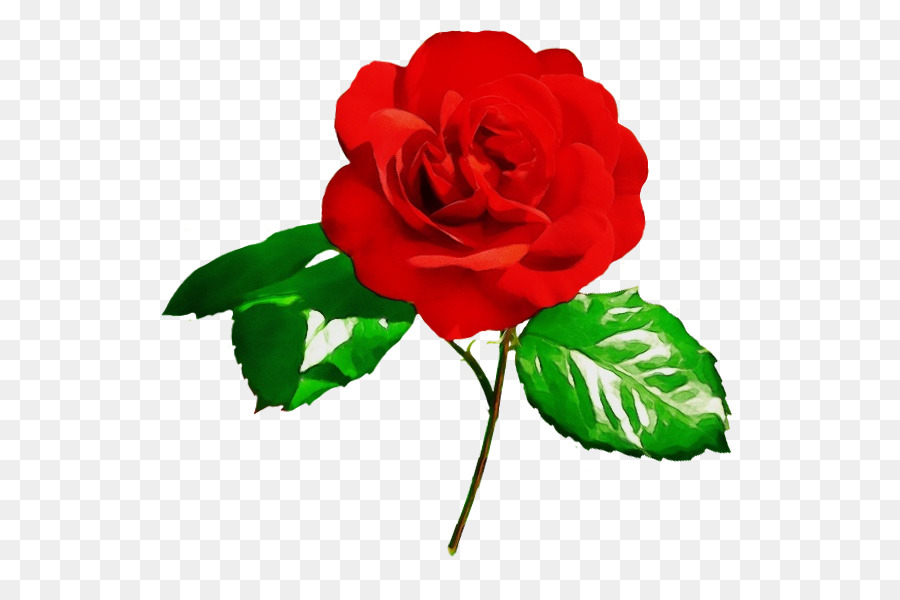 Les Roses De Jardin，Chou Rose PNG