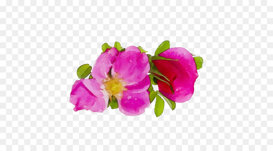 Chou Rose，Les Roses De Jardin PNG