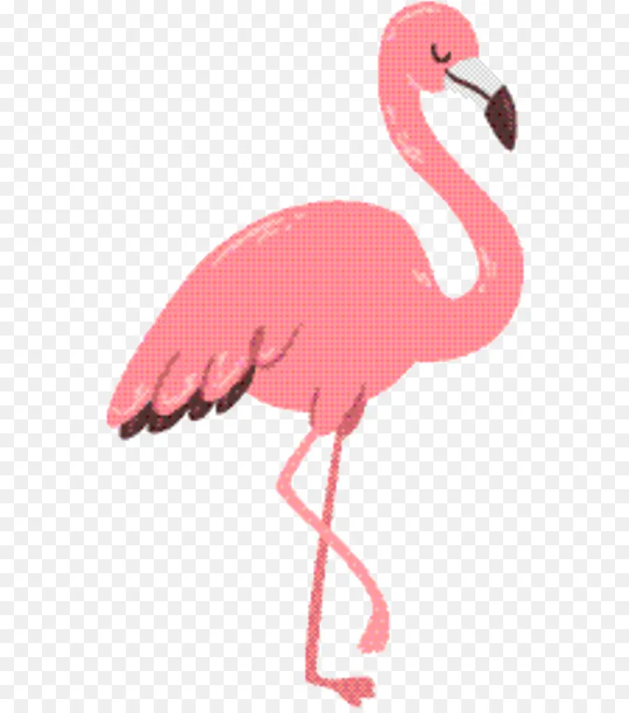 Flamant Rose，Animal PNG