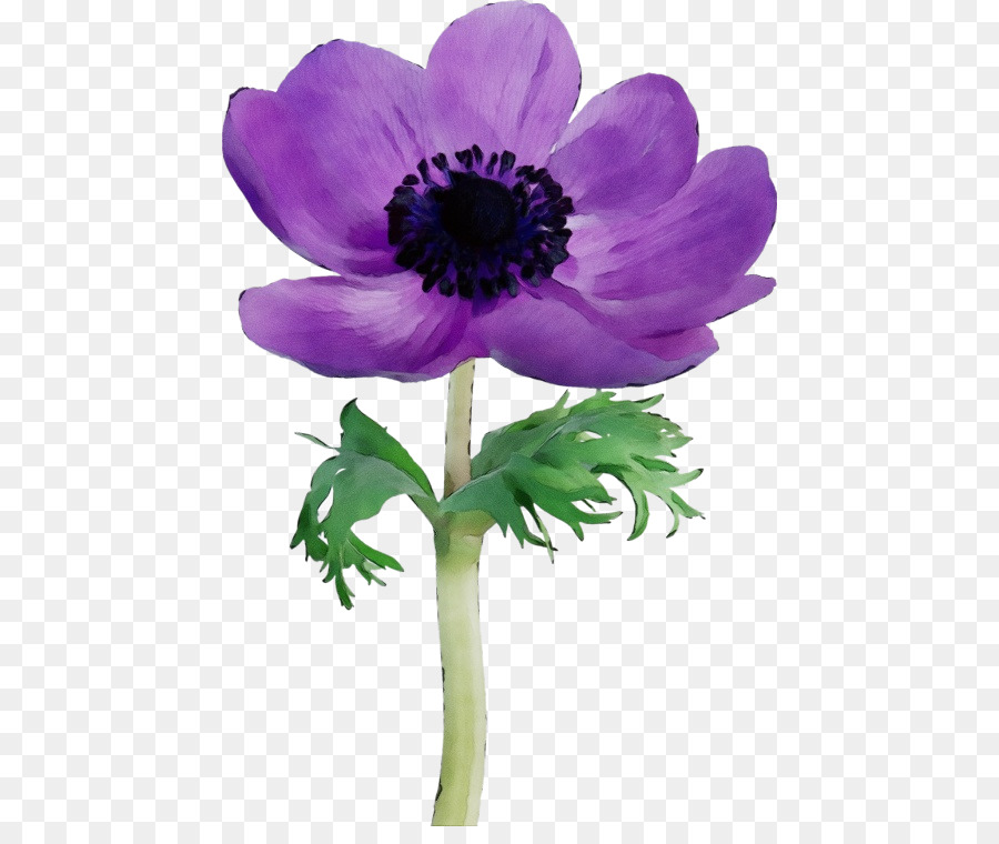 Fleur，Violet PNG