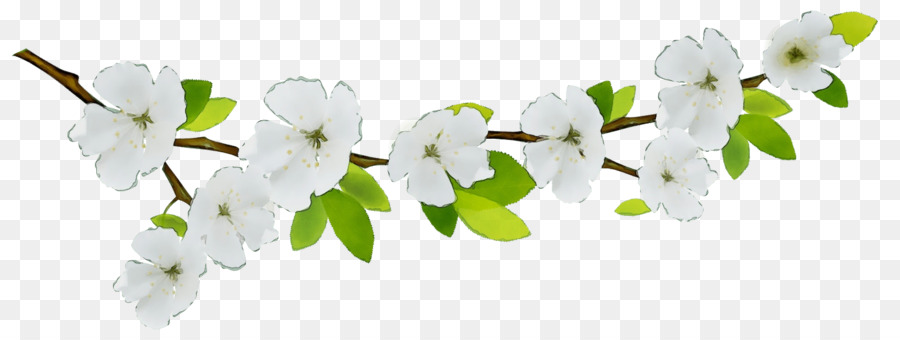 Printemps，Fleur De Cerisier PNG
