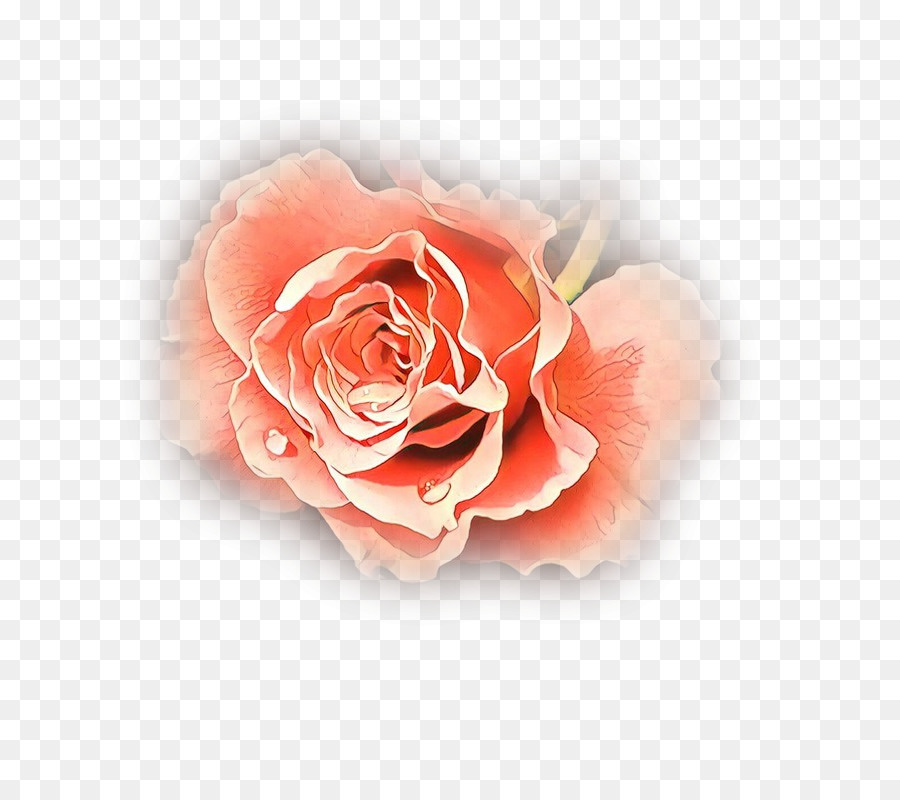 Roses Rouges，Floraison PNG