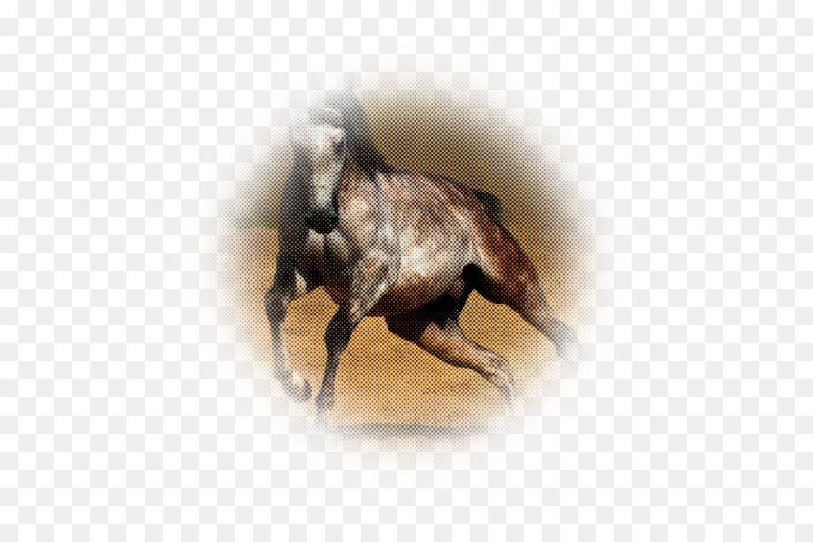 Cheval Arabe，Cheval Andalou PNG