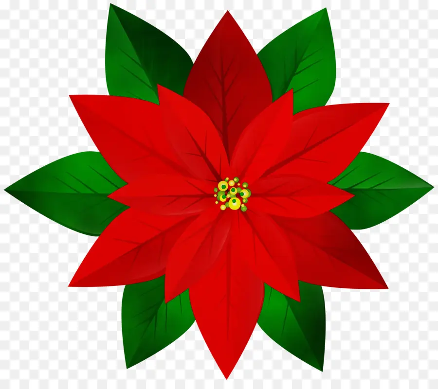 Poinsettia，Le Jour De Noël PNG