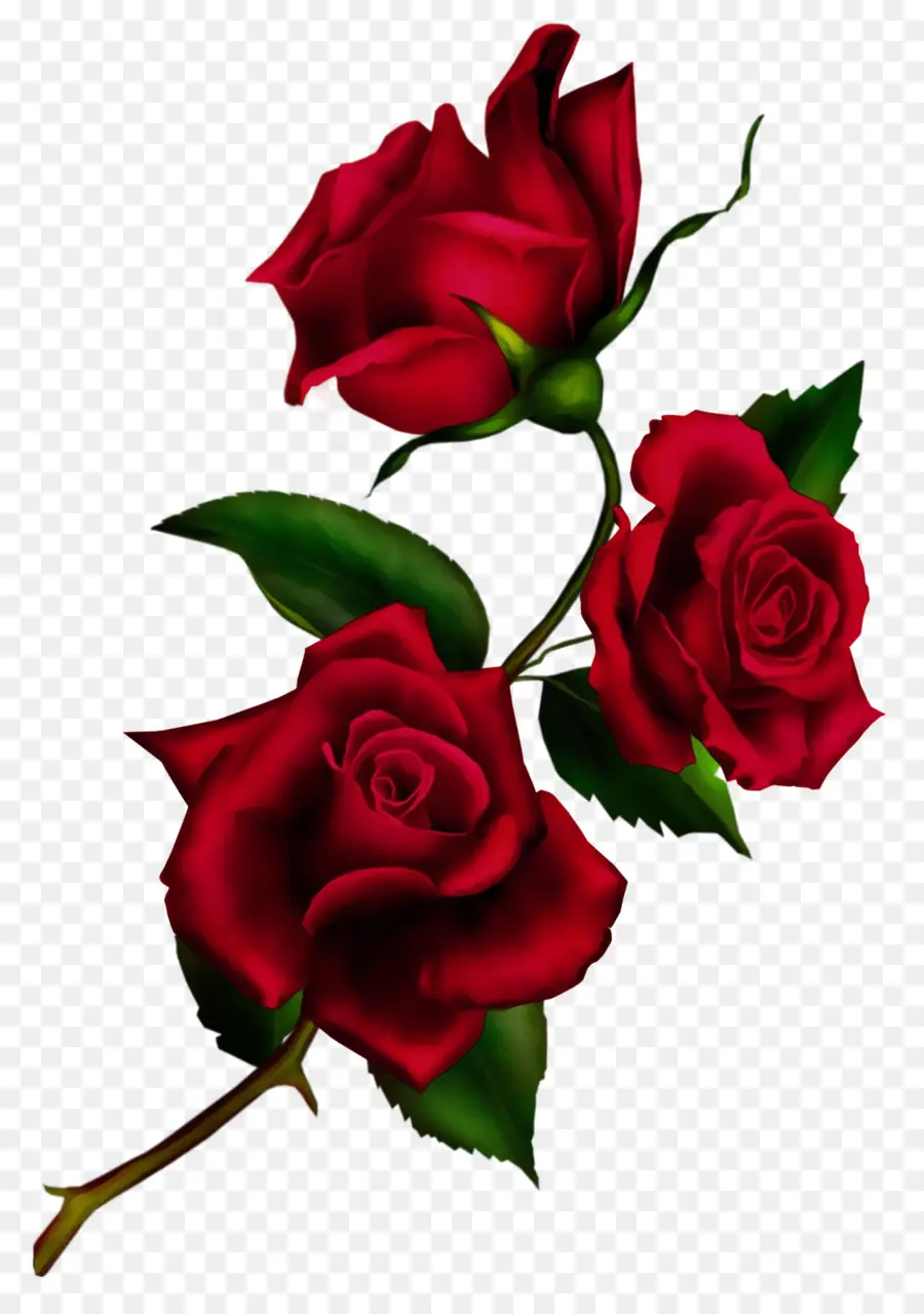 Rose，Les Roses De Jardin PNG