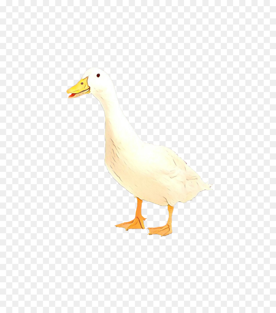 Canard，Oiseau PNG