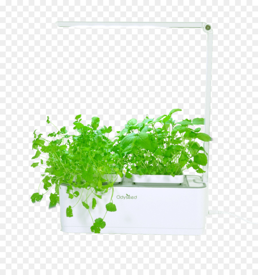 Herbe，Potager PNG