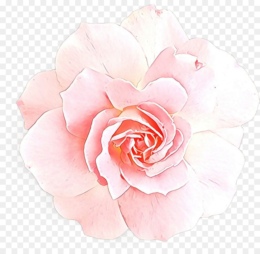 Rose，Floraison PNG