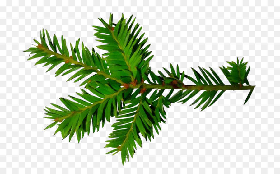 Branche Verte，Feuille PNG