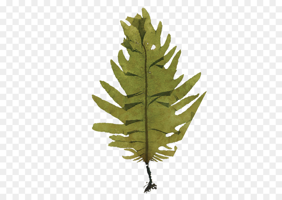 Feuille，Plantes Vasculaires PNG