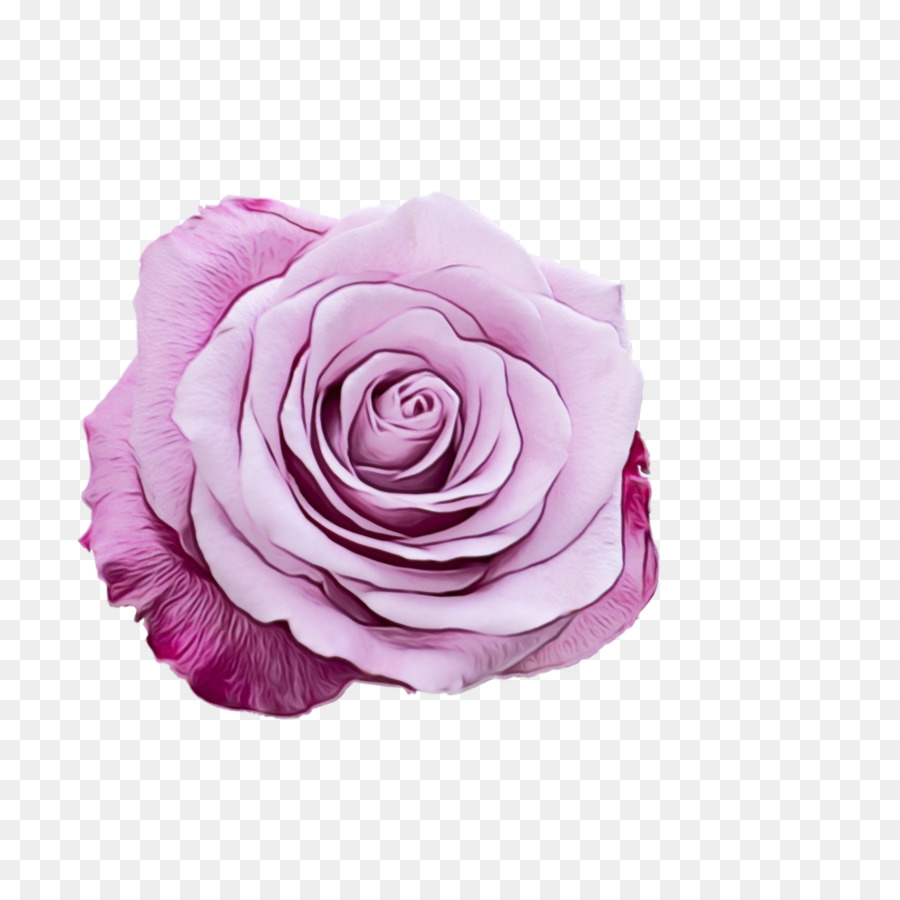 Les Roses De Jardin，Chou Rose PNG