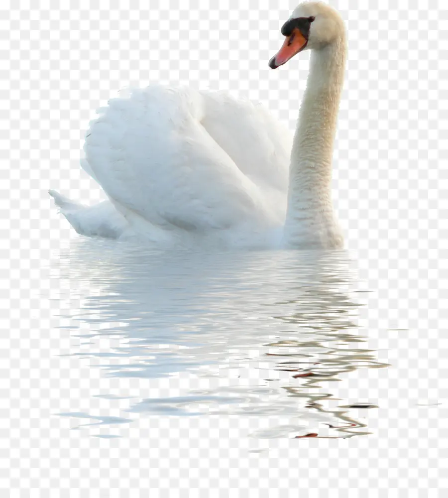 Cygne Blanc，Oiseau PNG