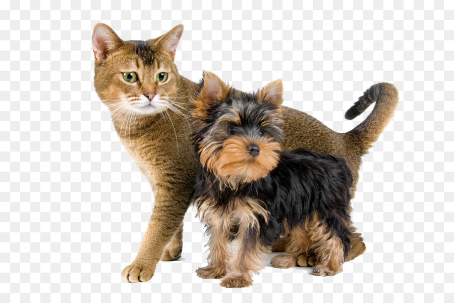 Chien Et Chat，Animaux De Compagnie PNG