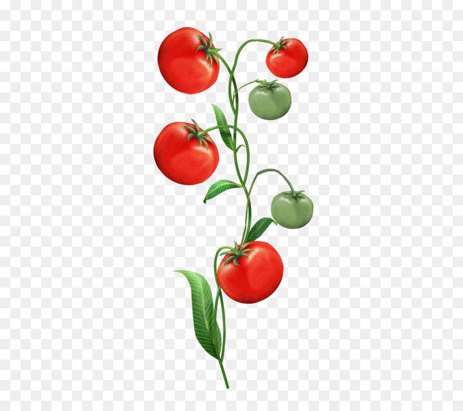 Tomate Prune，La Nourriture PNG