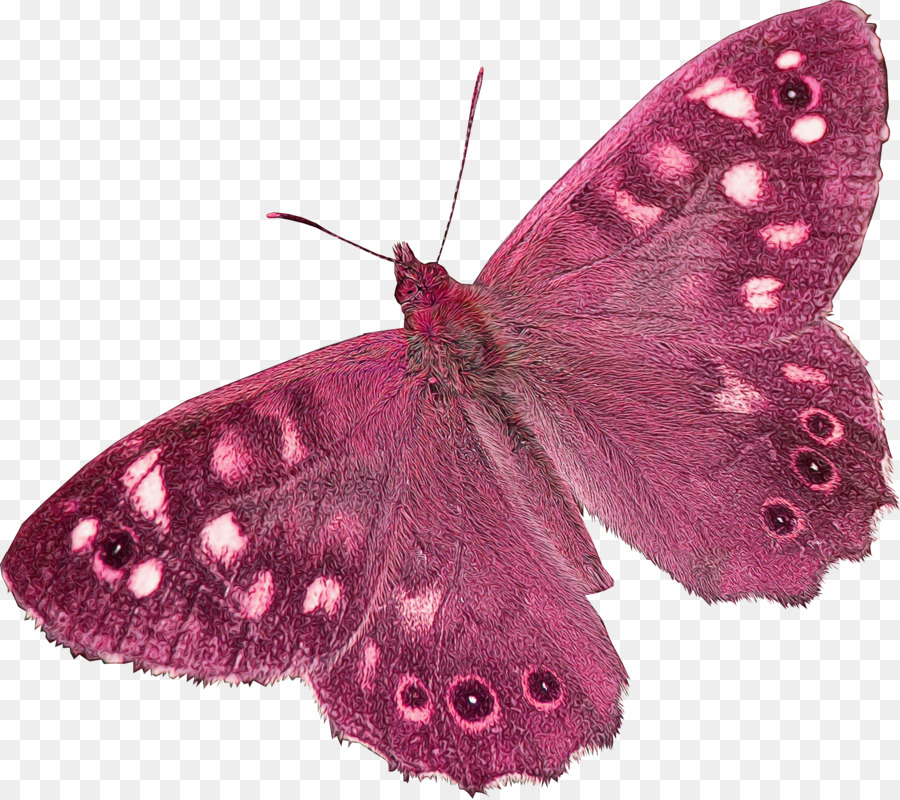 Papillon Rouge，Ailes PNG