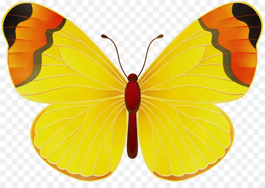 Papillon，Assombri Jaune PNG