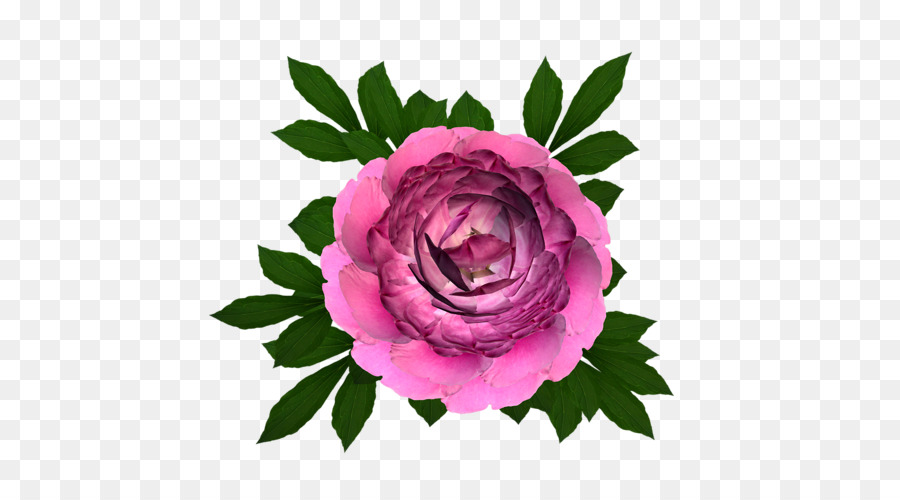 Les Roses De Jardin，Chou Rose PNG