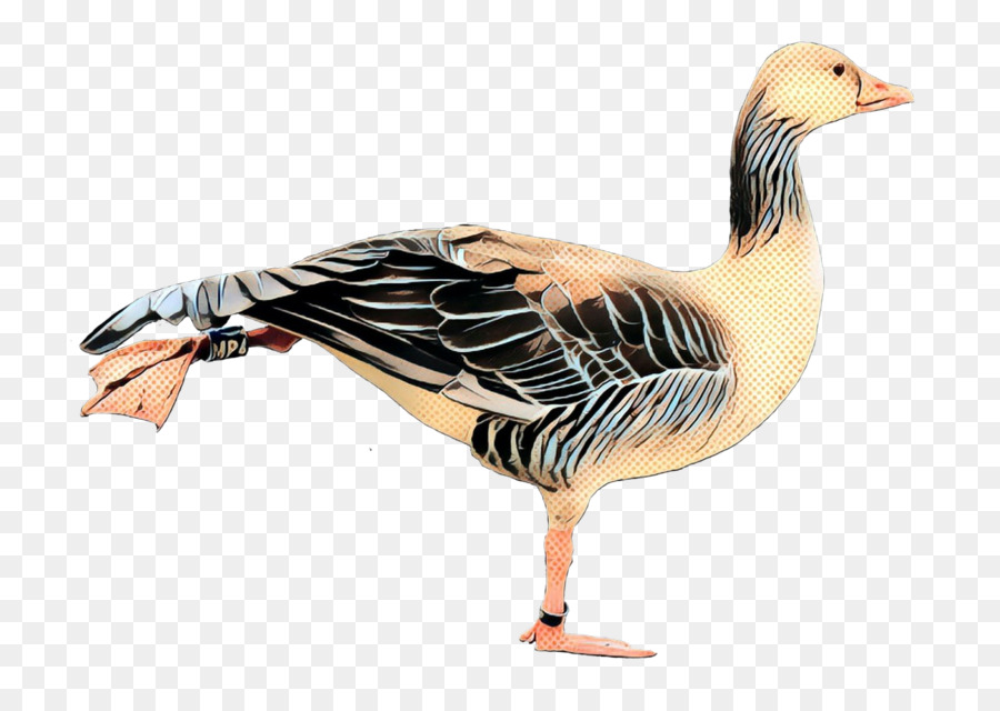 Oie，Oiseau PNG