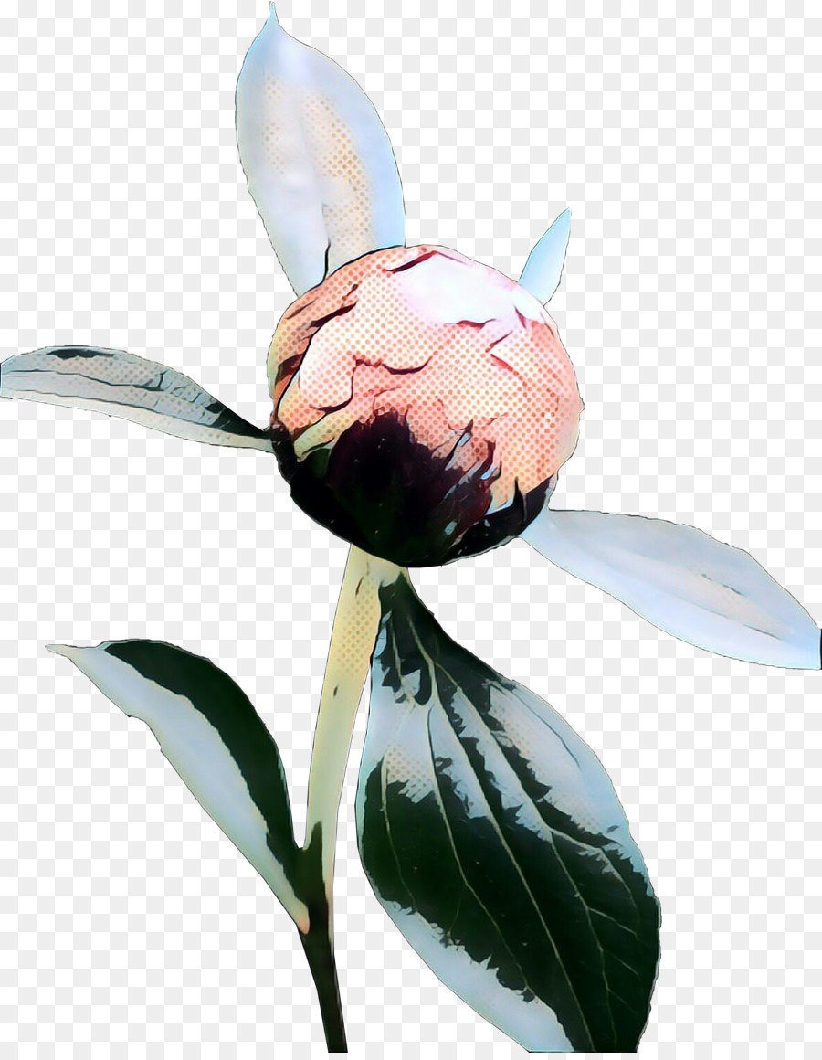 La Floraison De La Plante，Les Plantes PNG