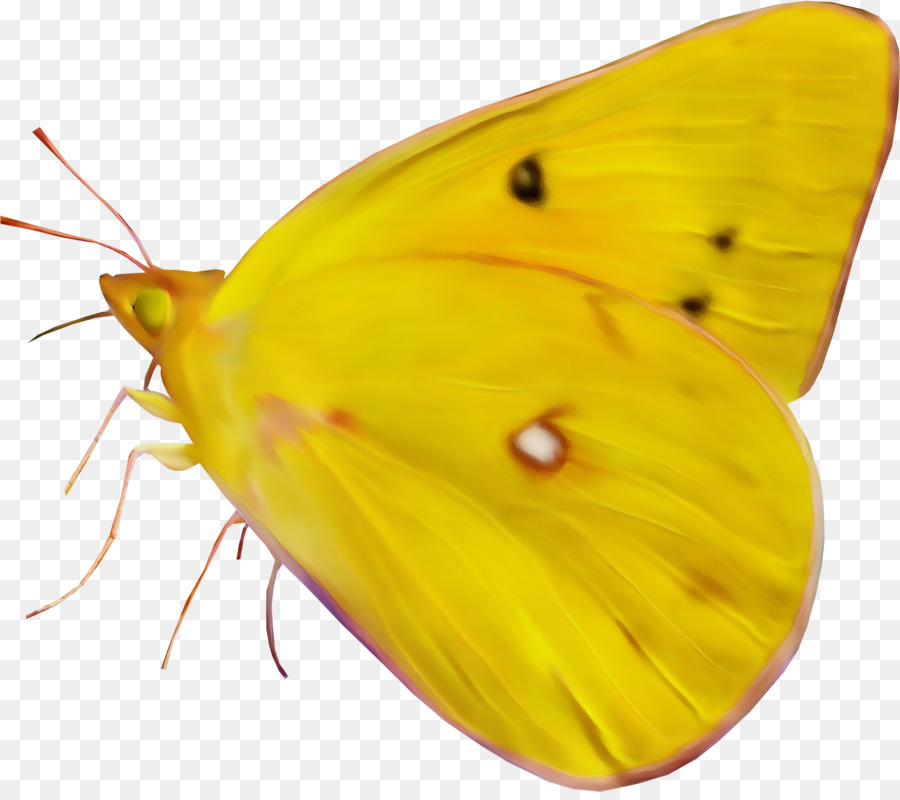 Assombri Jaunes，Brushfooted Papillons PNG