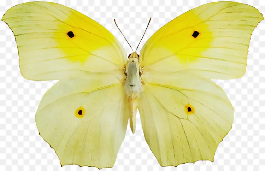 Papillon Orange，Ailes PNG